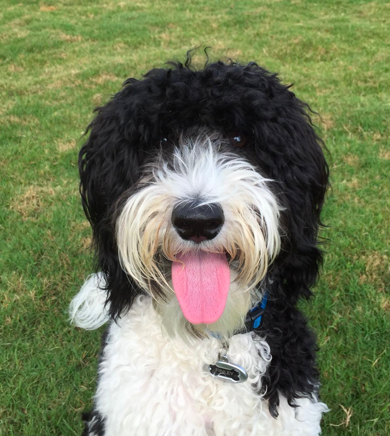Black and White Parti Goldendoodle