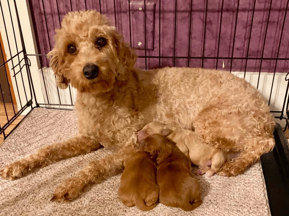 Goldendoodle Puppies for sale in Missouri