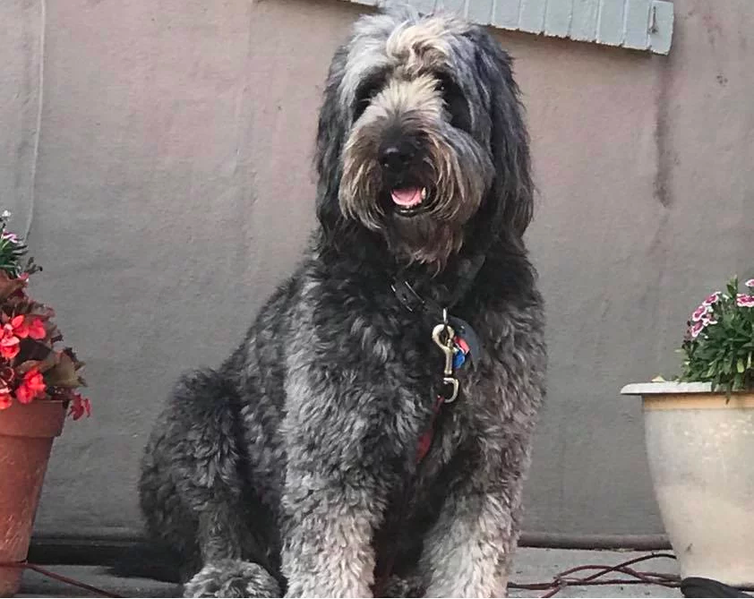 Blue Goldendoodle