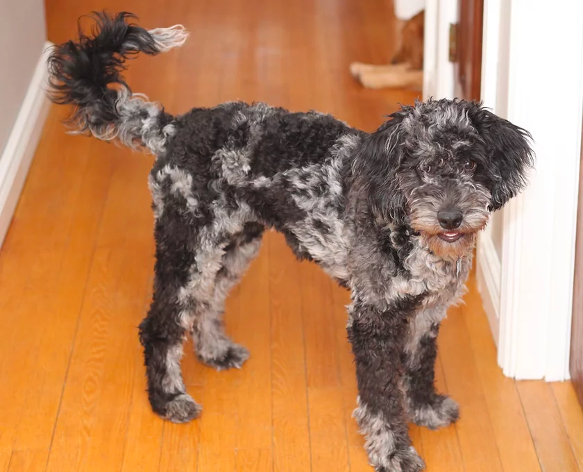 Blue Merle Goldendoodle