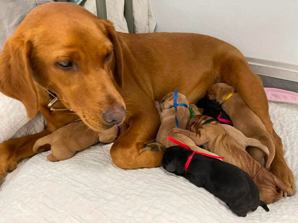 Reputable Labrador Breeders in Kentucky