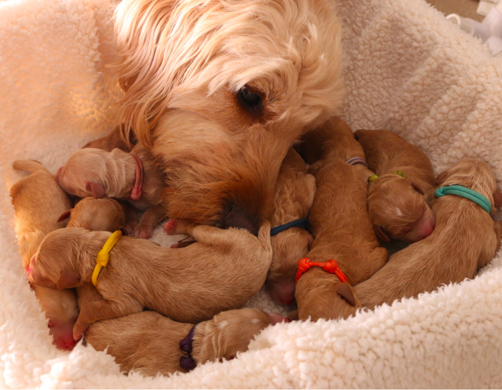 Top 9 Best Goldendoodle Breeders In Virginia VA   Boardwalk Doodles Virginia 