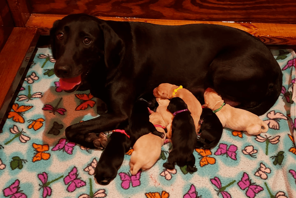Labrador Retriever Puppies for sale in Maryland