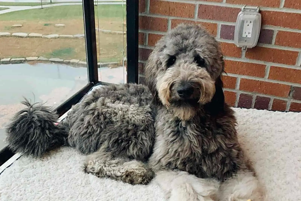 Brindle Goldendoodle