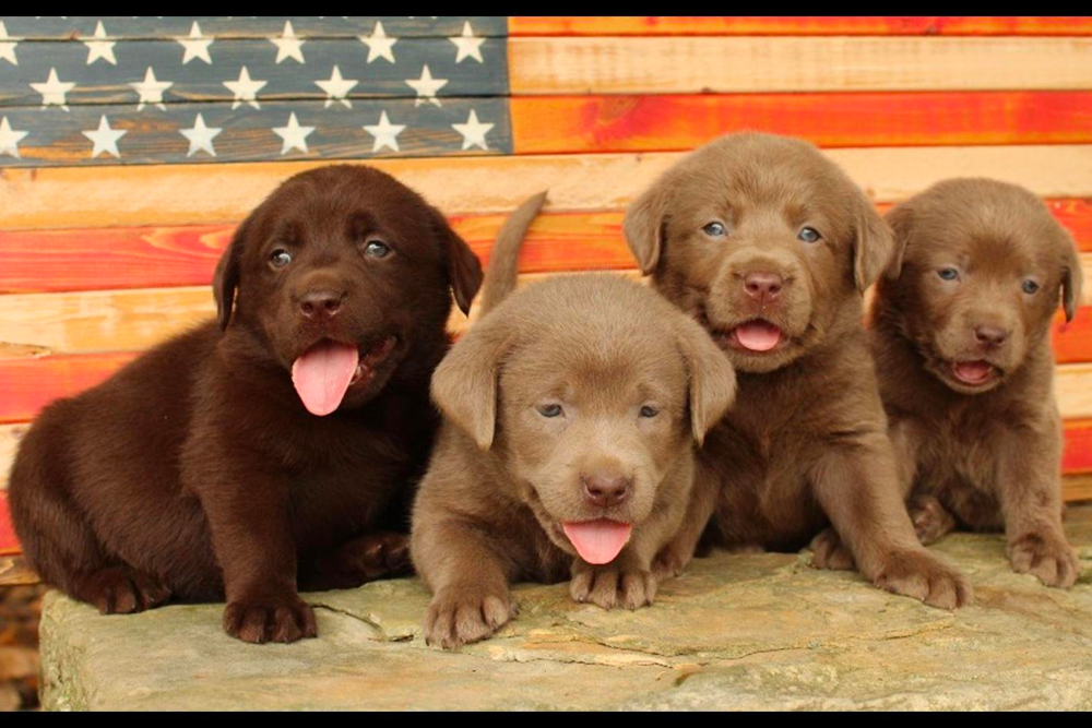 Labrador Retriever Puppies in Kentucky