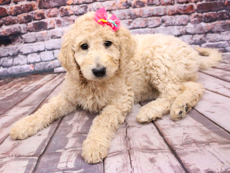 Champagne Goldendoodle