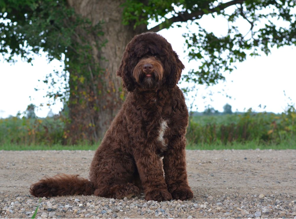 Chocolate English Goldendoodle