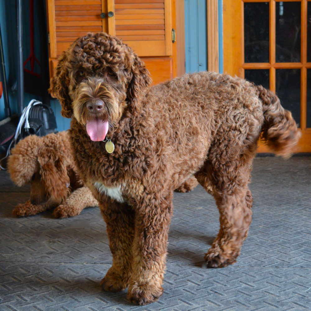 Chocolate Goldendoodle Appearance