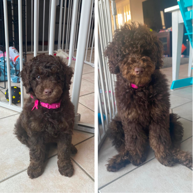 chocolate-goldendoodles-the-comprehensive-guide-in-2022