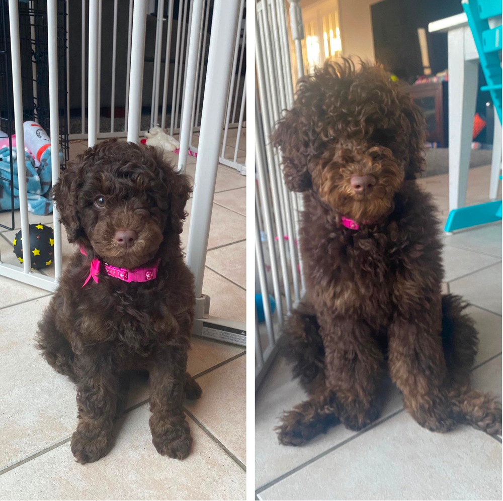 chocolate goldendoodle puppy