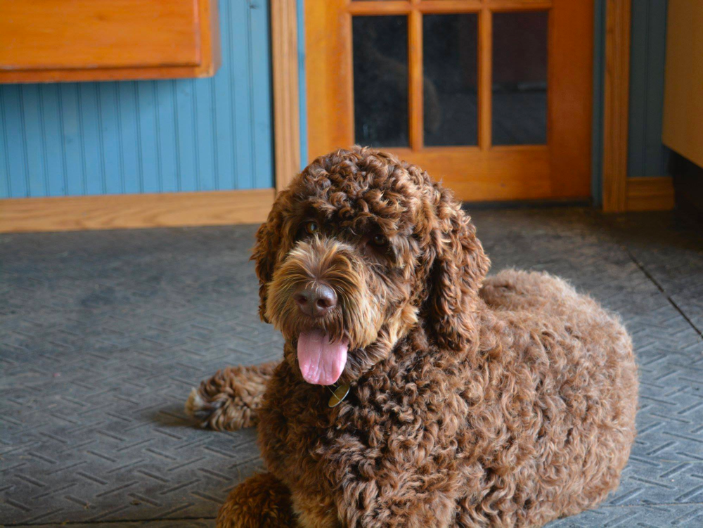 Chocolate Goldendoodle Health Problems
