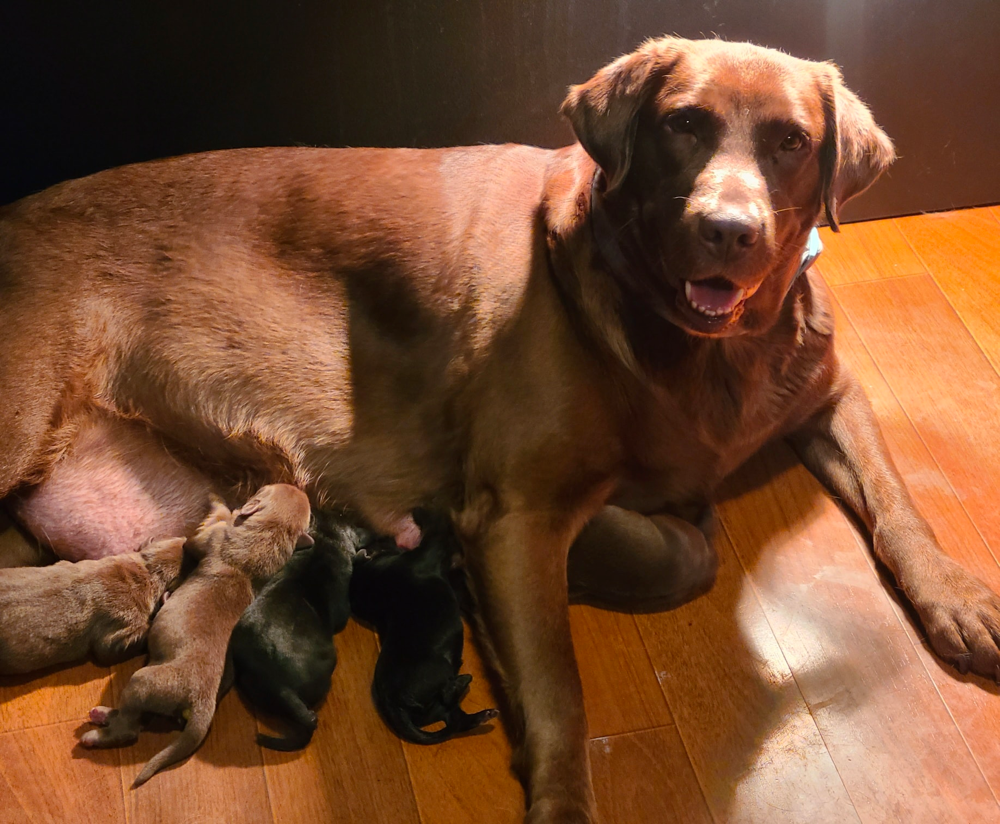 Chocolate Labrador Oregon