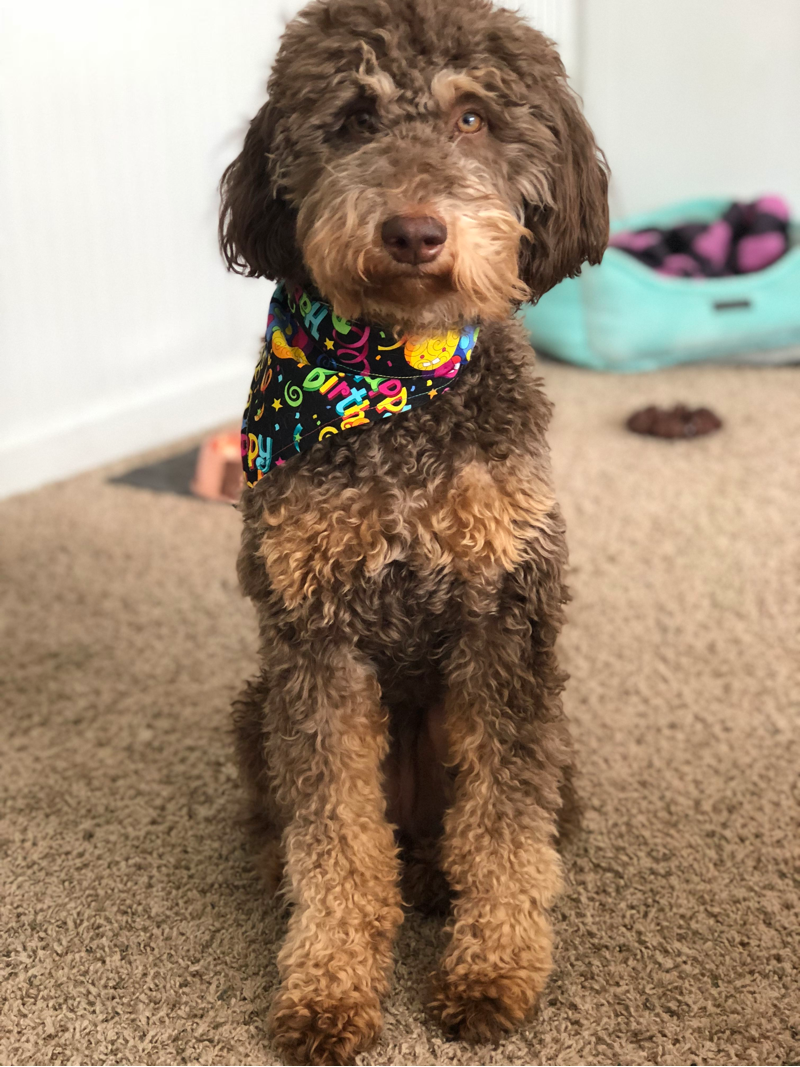 Chocolate Phantom Goldendoodle