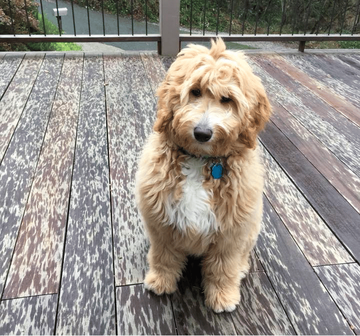Goldendoodle Puppies in Southern California