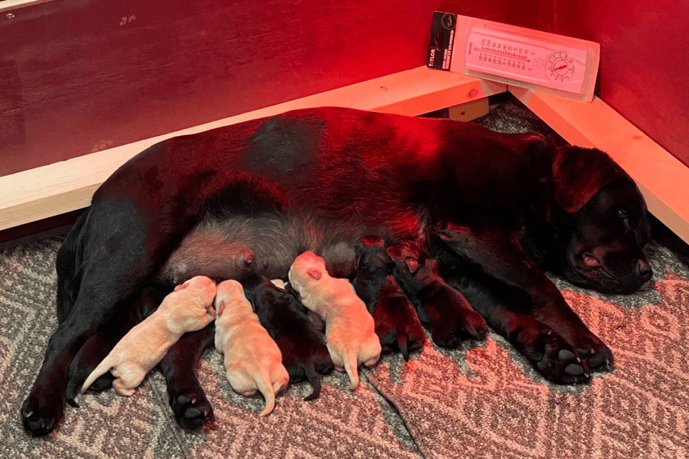 Chocolate Labradors in Vermont