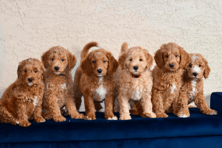 Top 11 Best Goldendoodle Breeders in Arizona (AZ)