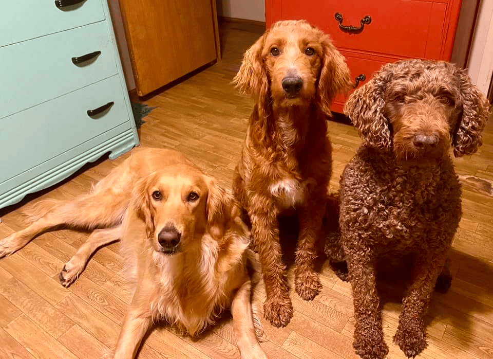 Daisy’s Golden Retrievers and Goldendoodles