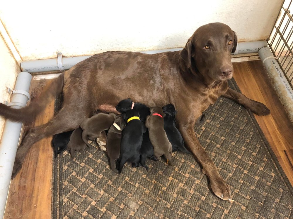 Chocolate Labrador Retrievers in Arizona