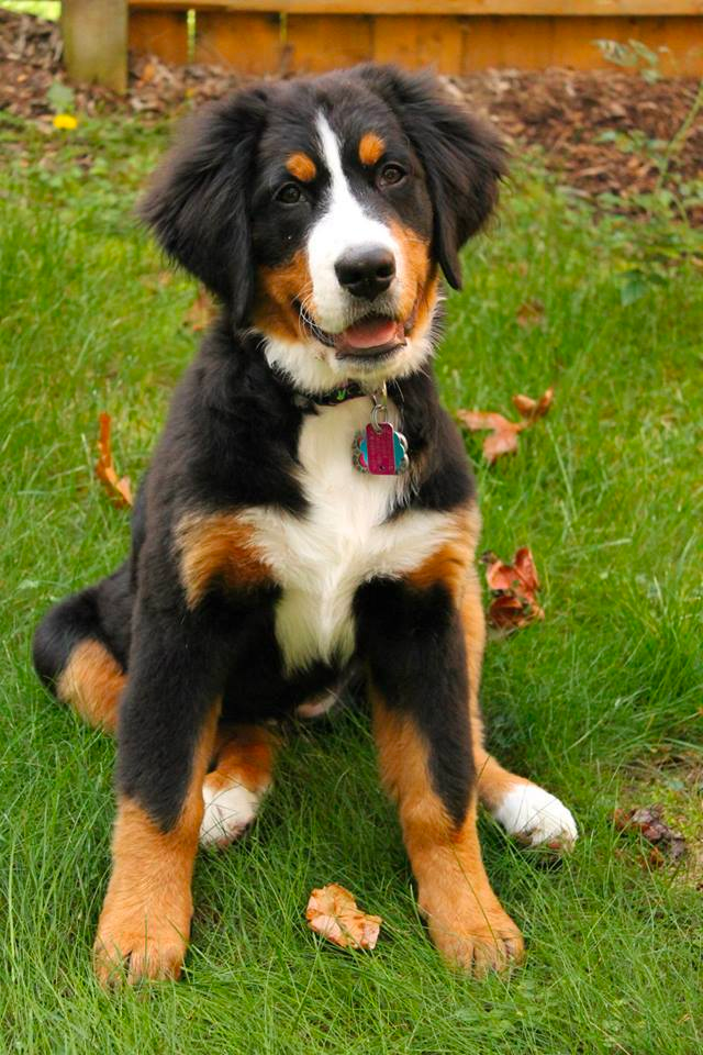 Bernese Mountain Dog For sale in Pennsylvania