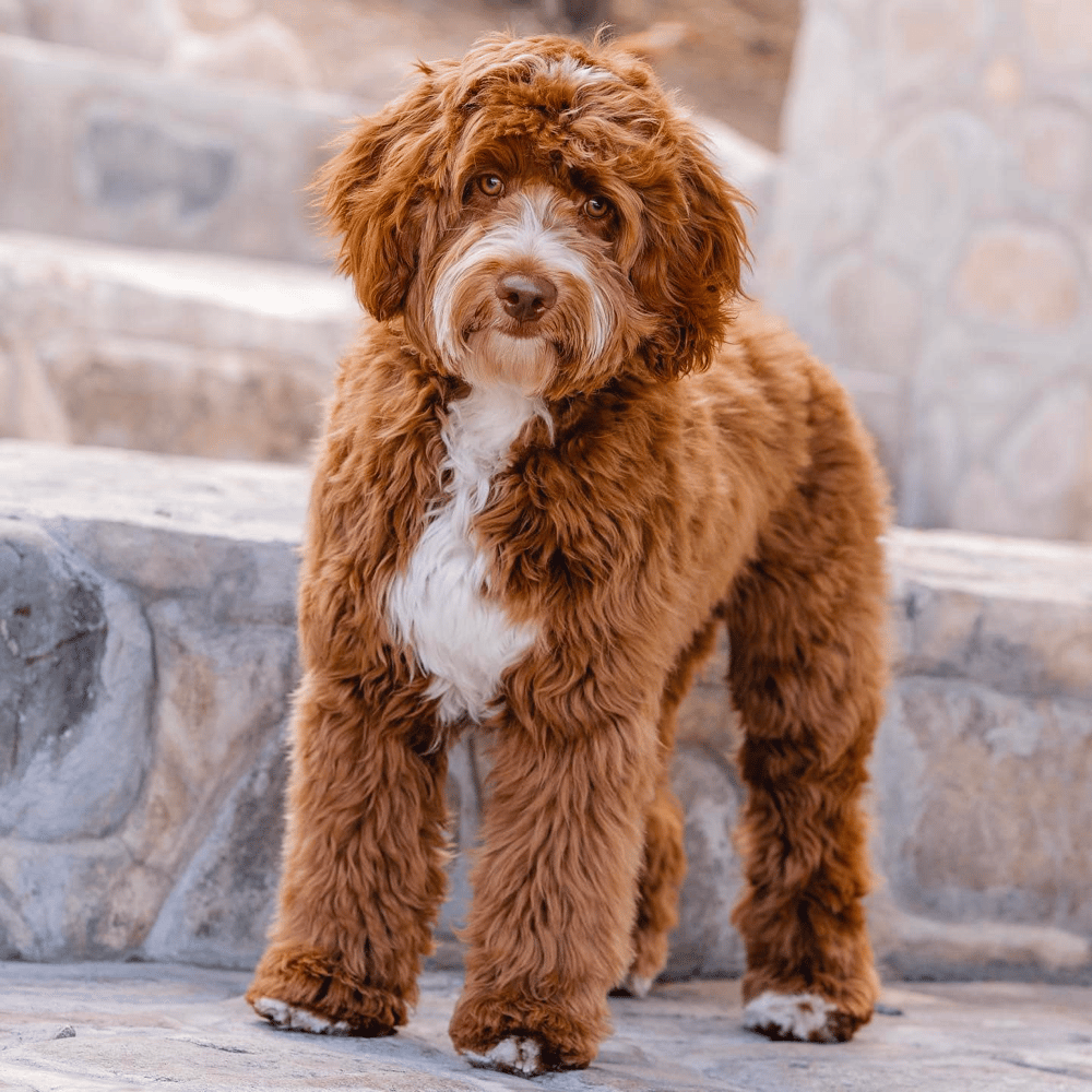 F1B Standard-size Goldendoodle