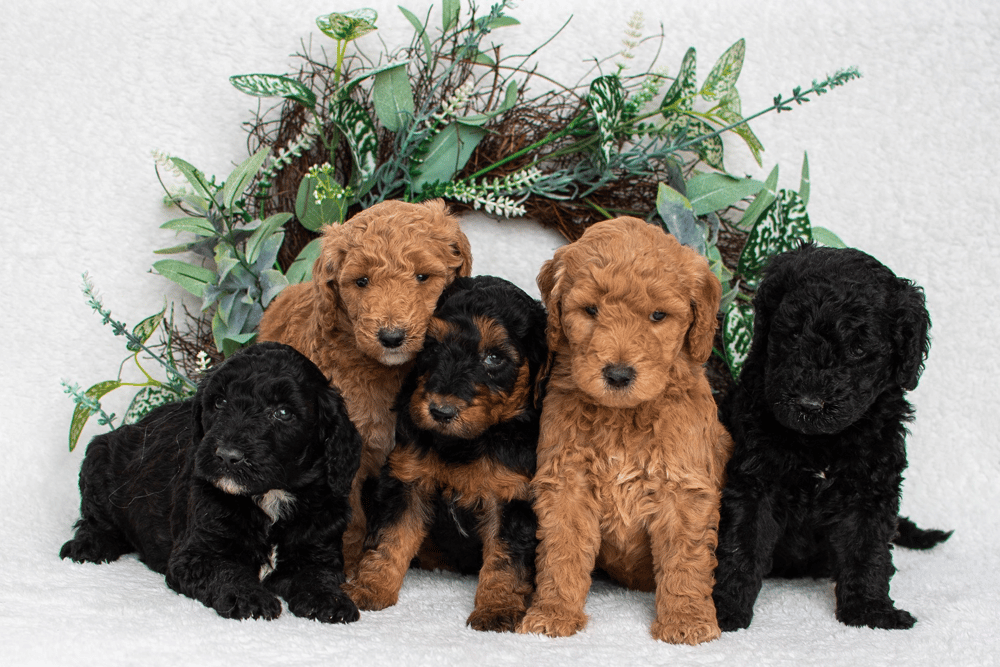 F1B Goldendoodle Colors