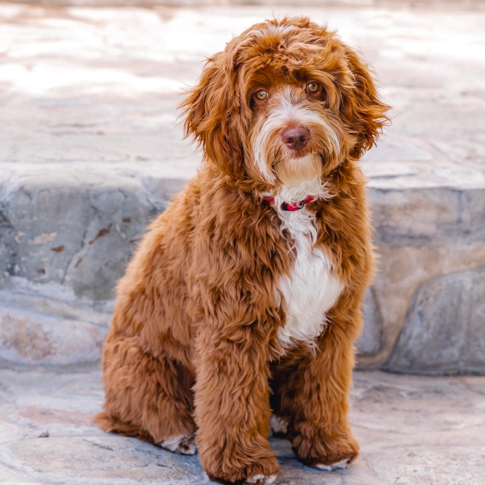 F1B Goldendoodle