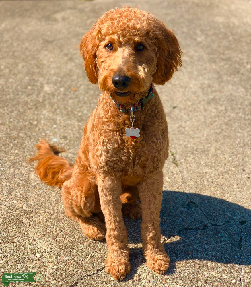 F1B Medium Red Goldendoodle