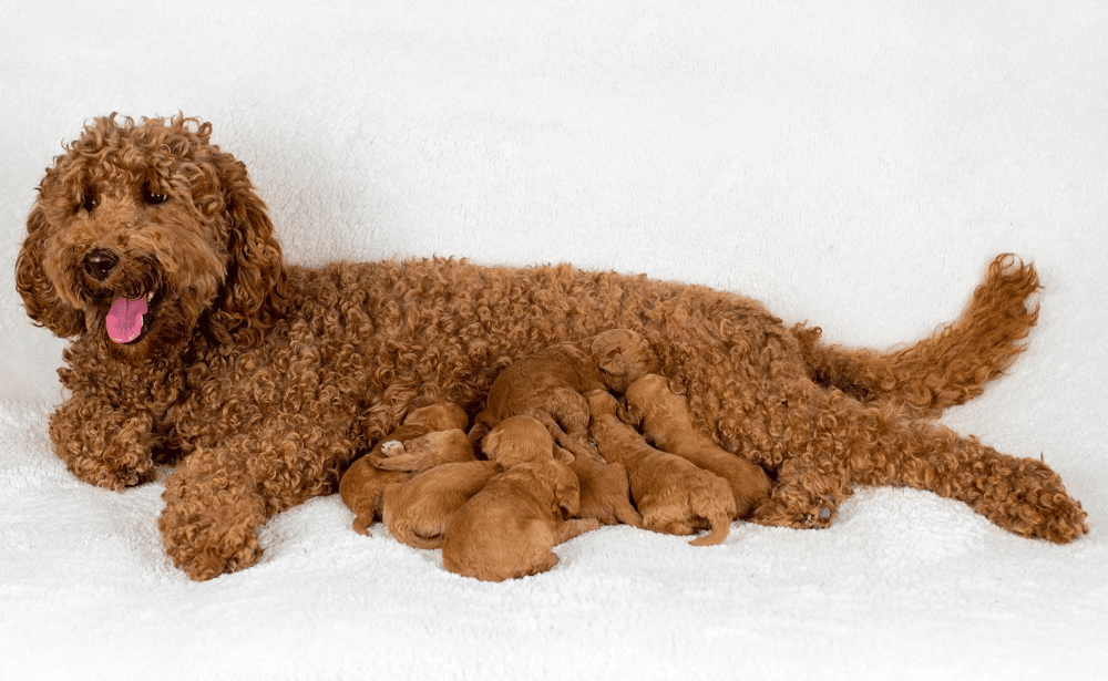 F1B Mini Goldendoodle Breeders