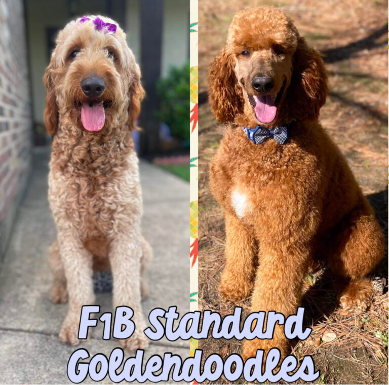 F1b Goldendoodle Fluffy Fun And Companionable Dog