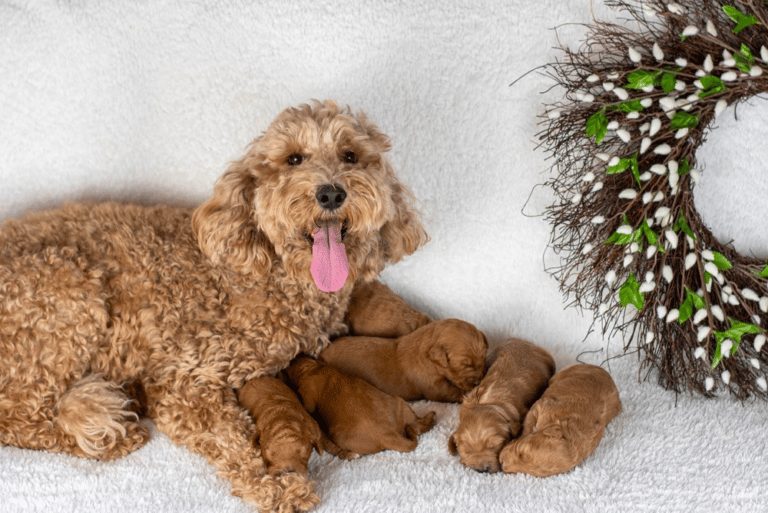 Top 11 Best Goldendoodle Breeders in Arizona (AZ)