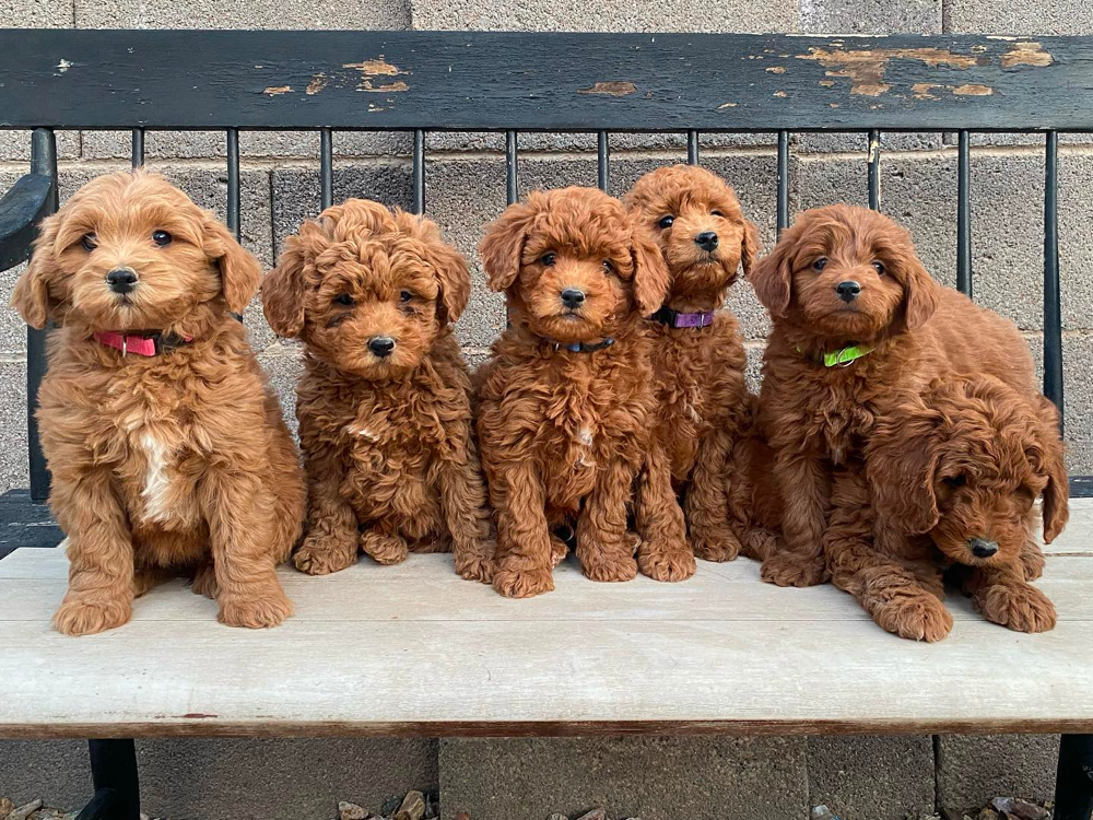 F1b Mini Goldendoodles