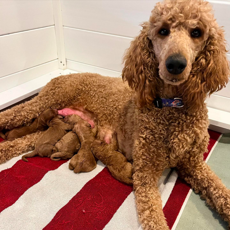 Top 10 Best Goldendoodle Breeders in Missouri (MO)