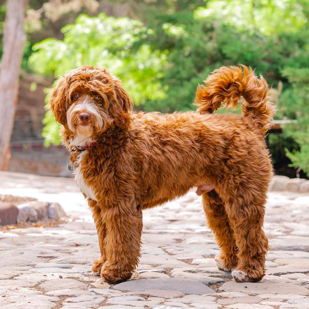 mini goldendoodle full grown