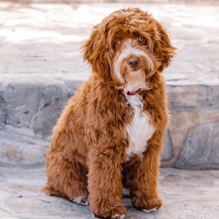 Top 11 Best Goldendoodle Breeders in Utah (UT)