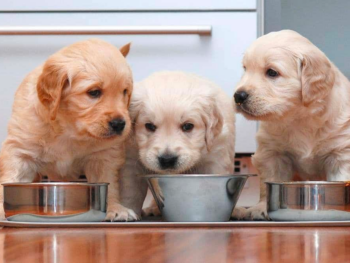 Golden Retriever Puppy Feeding Chart