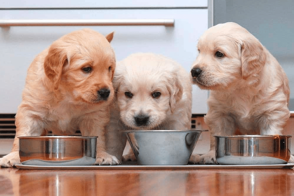 Golden Retriever Puppy Feeding Chart
