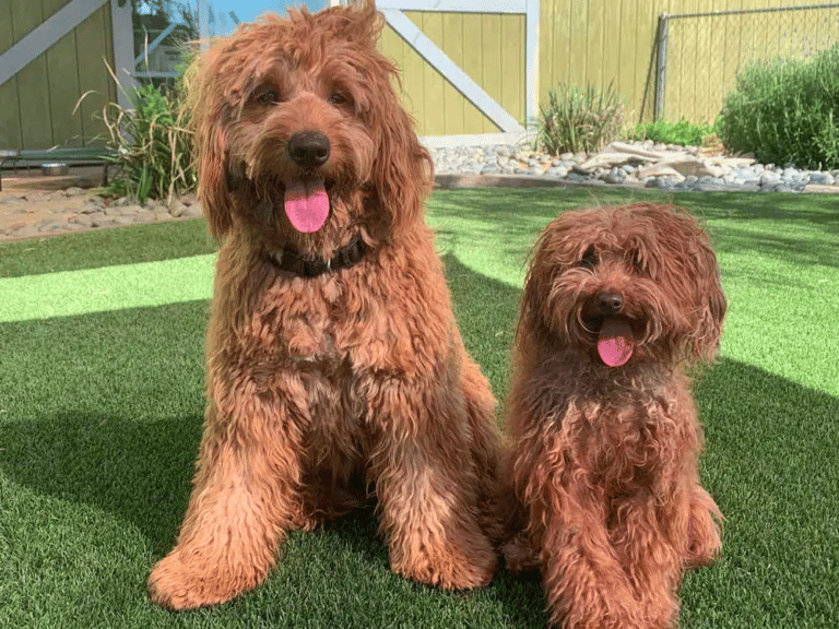 Top 10 Best Goldendoodle Breeders in Southern California (SoCal)