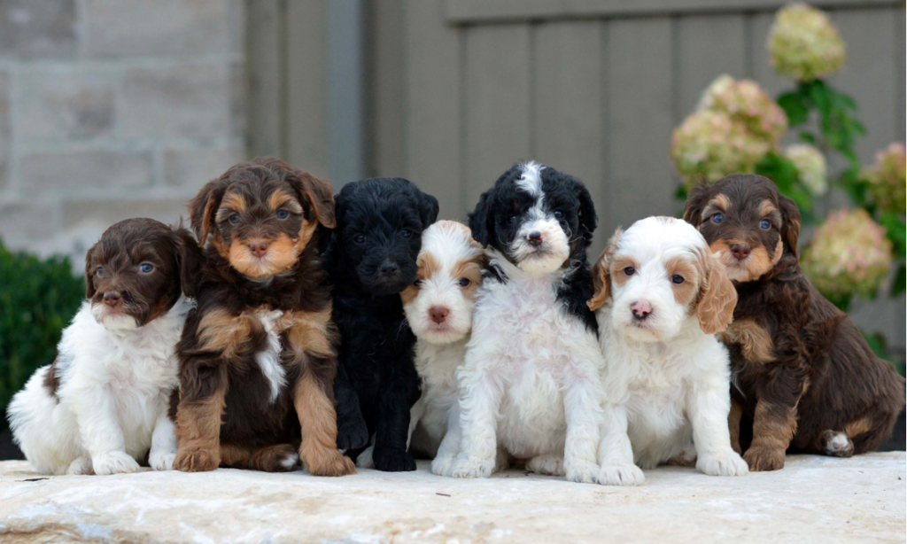 Goldendoodle colors