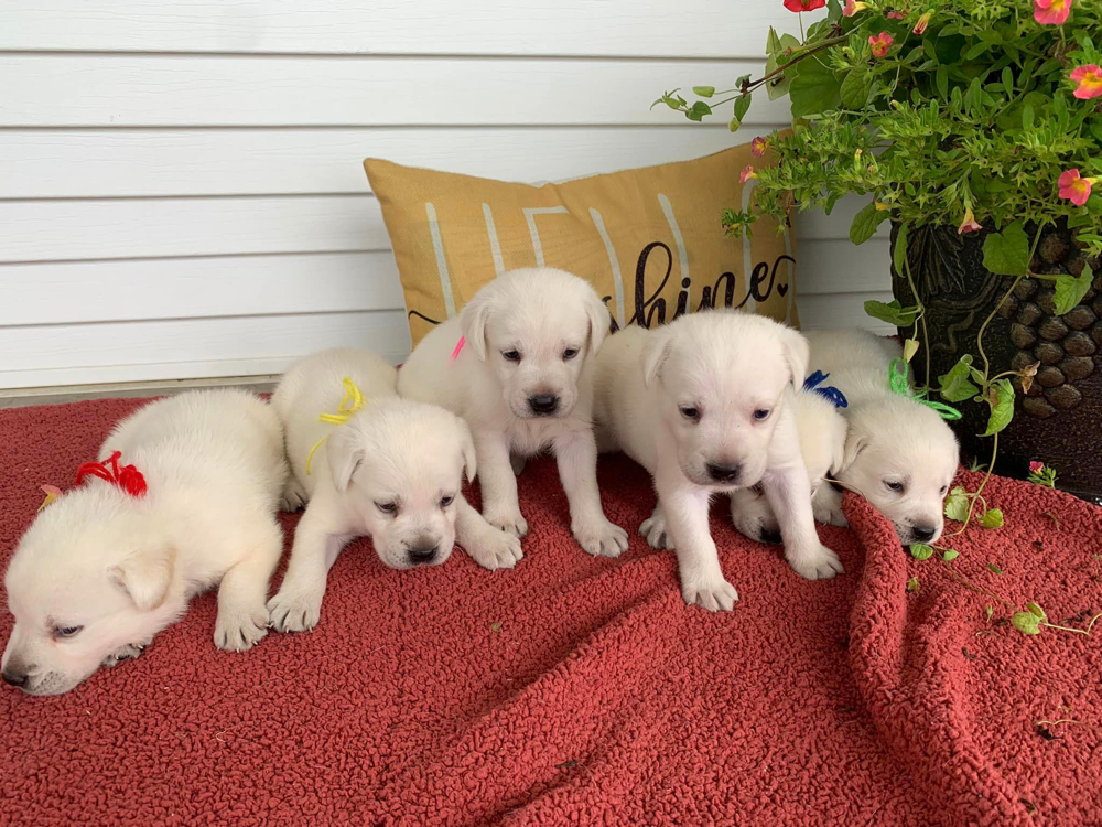Labrador Puppies for sale in Kentucky