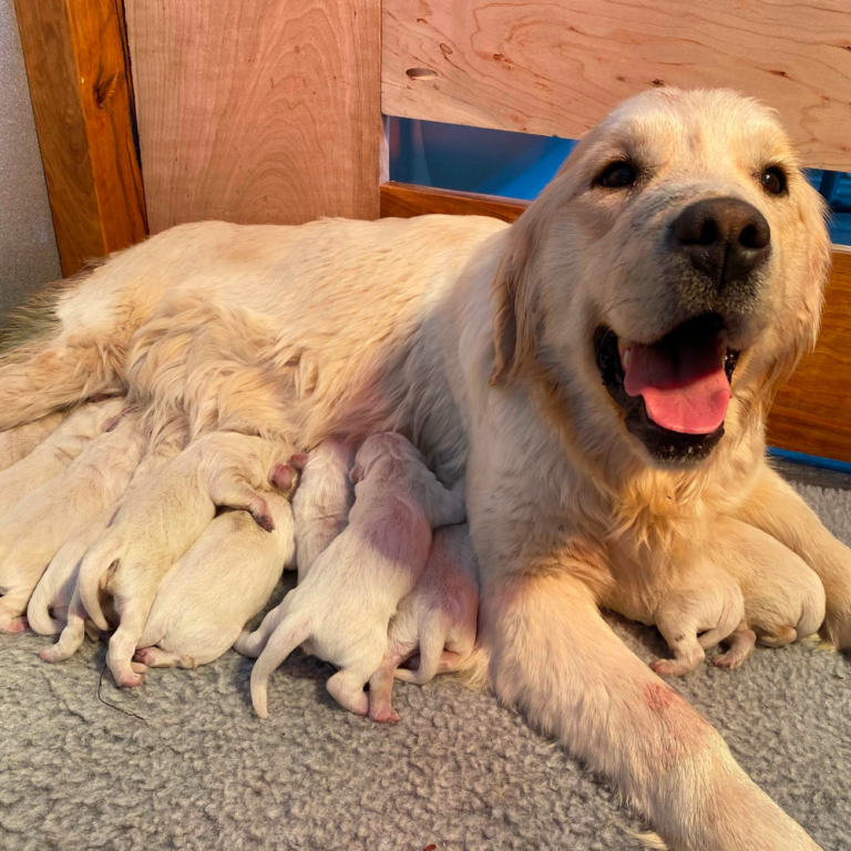 Top 10 Best Golden Retriever Breeders in Montana (MT)