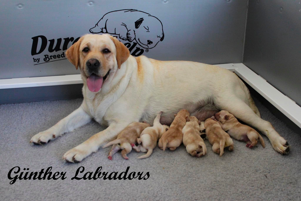 Gunther Labradors Utah