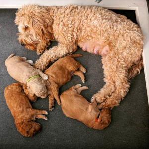 Highland Goldendoodles