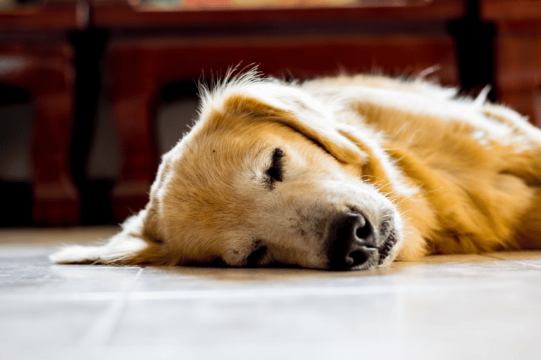 How Long Do Golden Retrievers Need to Sleep