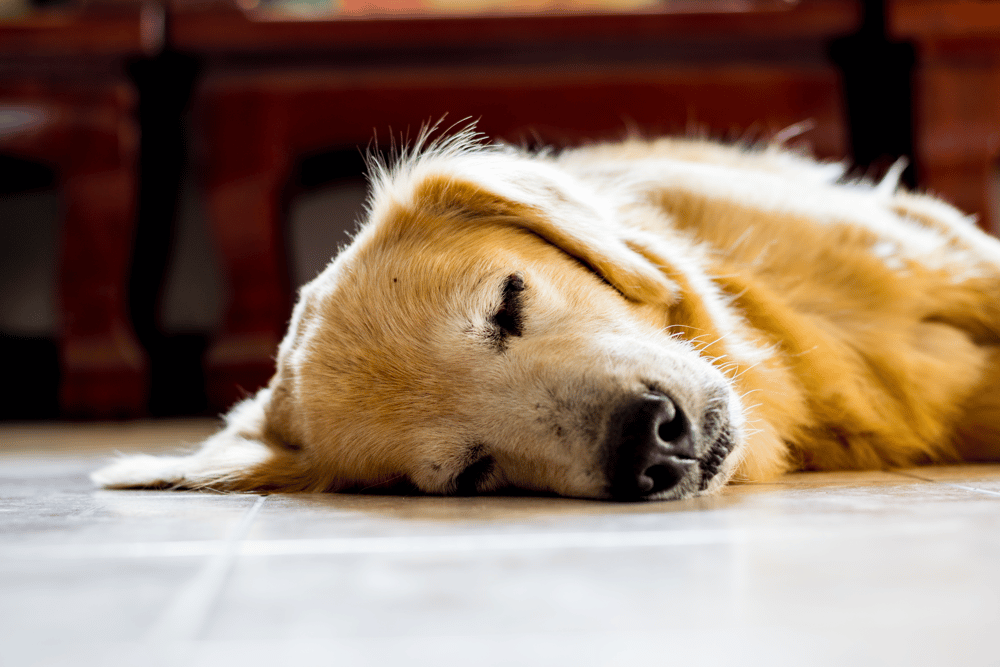 How Long Do Golden Retrievers Need to Sleep