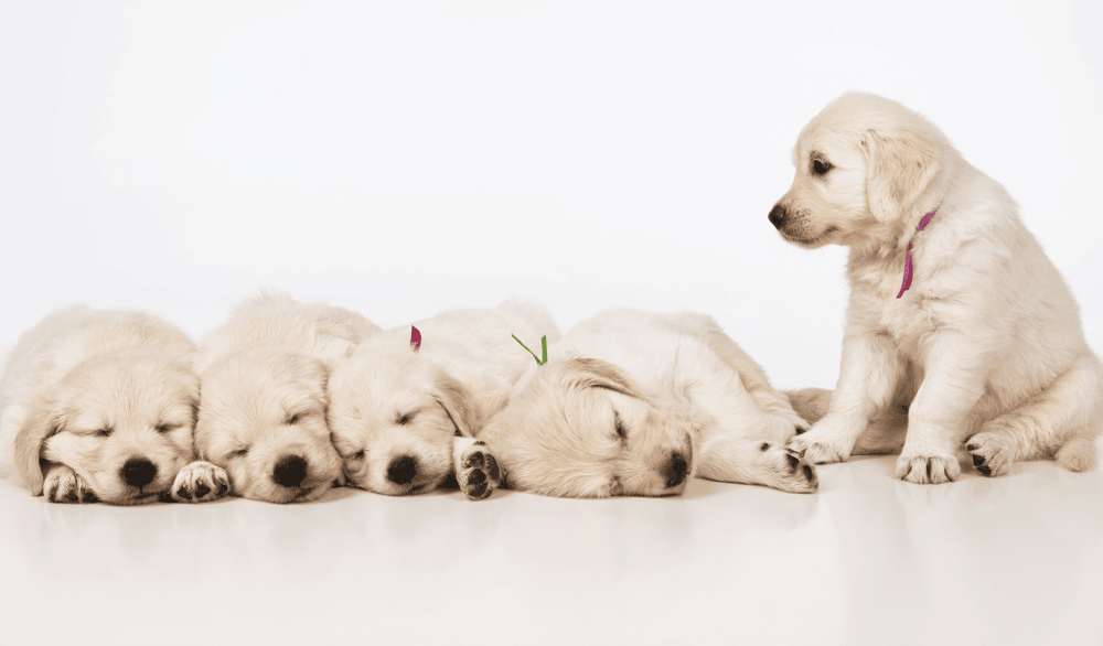 How Much Does a Golden Retriever Puppy Sleep