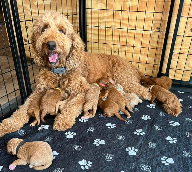Top 10 Best Goldendoodle Breeders in Missouri (MO)