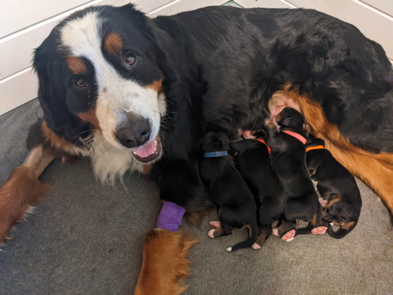 Top 9 Best Bernese Mountain Dog Breeders in Pennsylvania (PA)