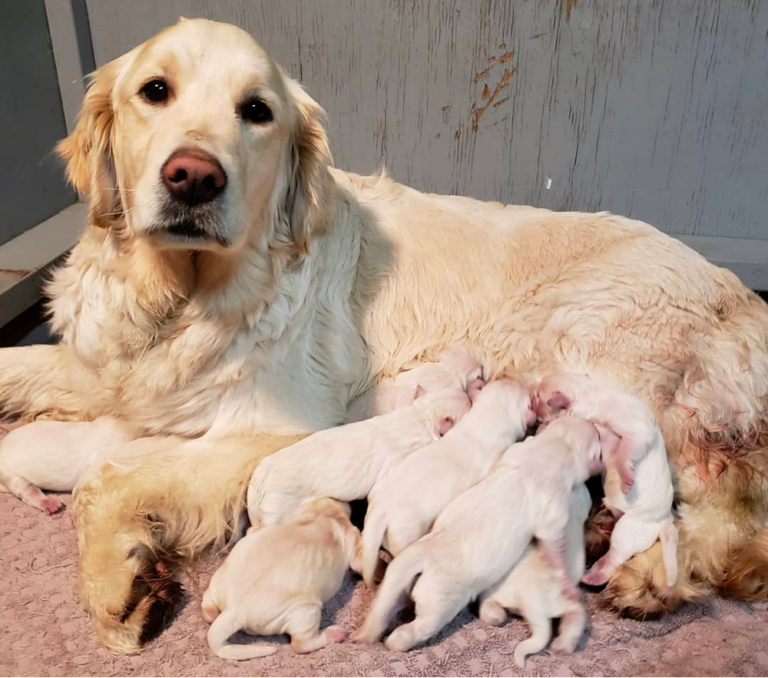 Top 10 Best Golden Retriever Breeders in Montana (MT)