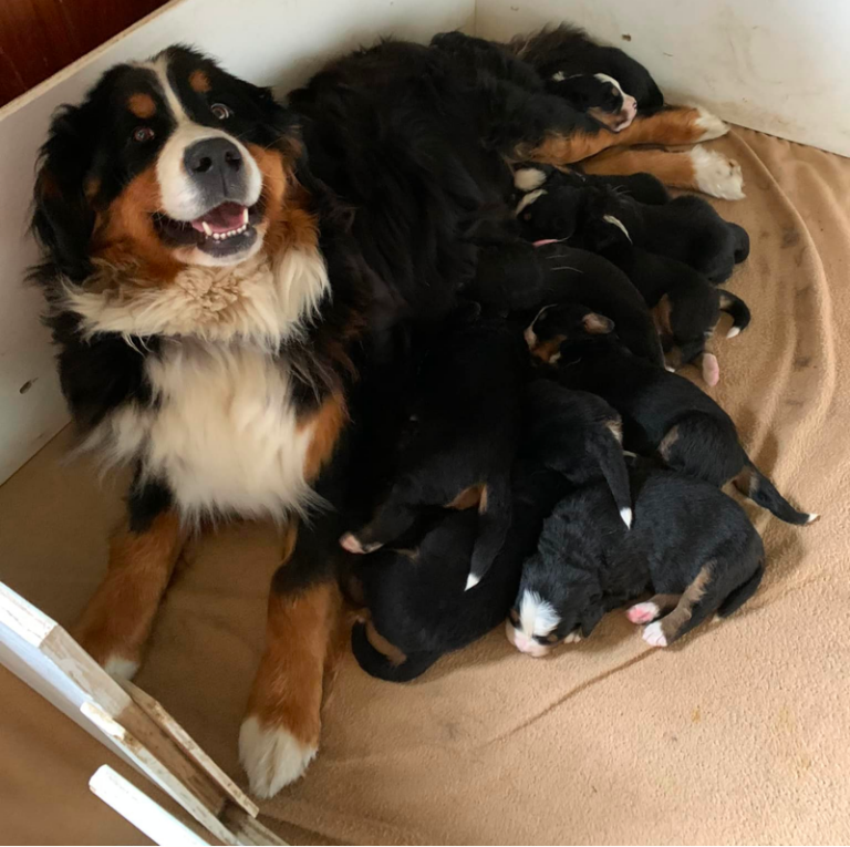 Top 9 Best Bernese Mountain Dog Breeders in Pennsylvania (PA)