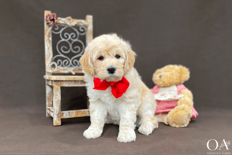 Top 10 Best Goldendoodle Breeders in Missouri (MO)